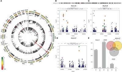 Differential haplotype expression in class I MHC genes during SARS-CoV-2 infection of human lung cell lines